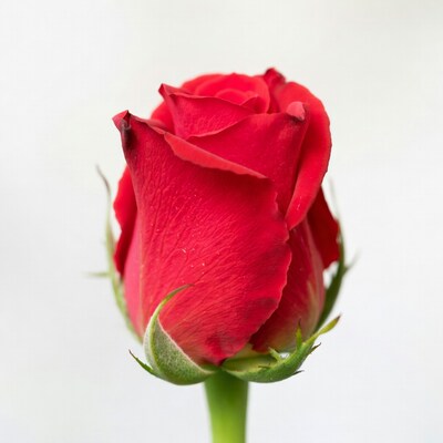 Red Rose on White Background