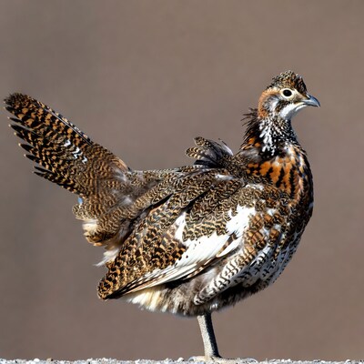 Mountain Quail displaying feathers