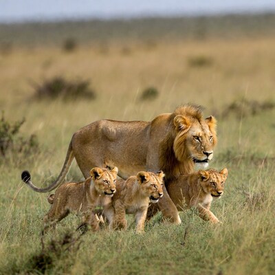 Lion with lion cubs in savanna