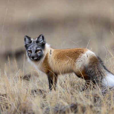 Arctic Fox in Dry Grass