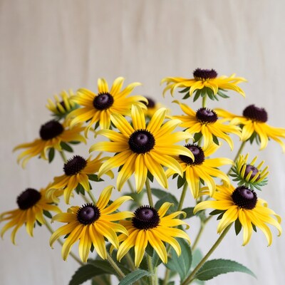 Bouquet of Yellow Black-Eyed Susan Flowers