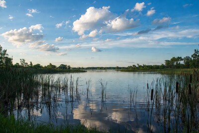 Reeds in Calm Lake with Blue Sky