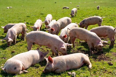Pigs grazing on green pasture