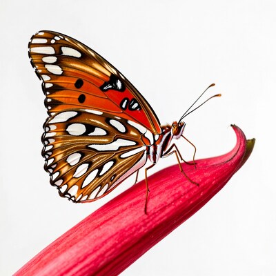 Orange butterfly on red petal