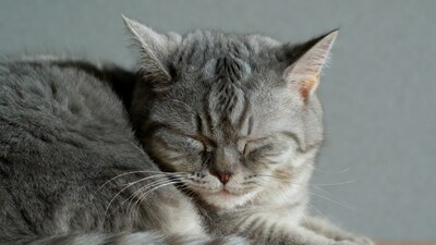 Gray British Shorthair Kitten Sleeping