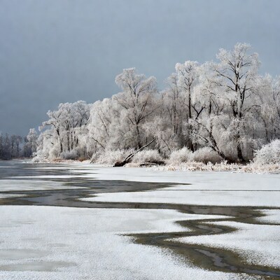 Frost-covered trees along icy river