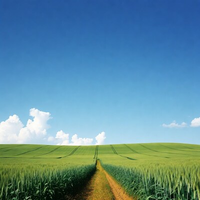 Dirt path through green wheat field
