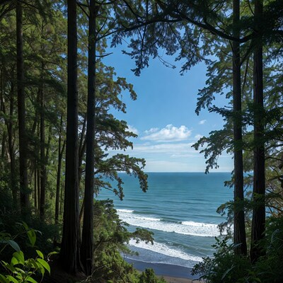 Trees Framing Ocean Beach View