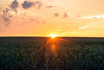 Sunset over cornfield