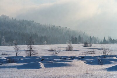 Snowy Field with Forest and Fog