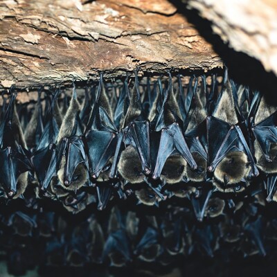 Bats hanging from cave ceiling