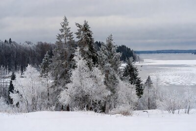 Snowy Pine Trees Over Frozen Lake