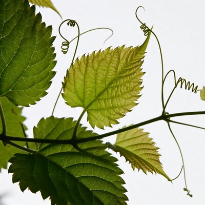 Grape Leaves with Curling Tendrils