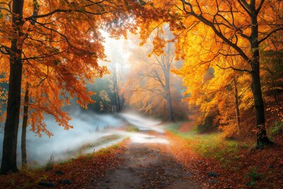 Autumn Forest Path with Fog and Sunlight