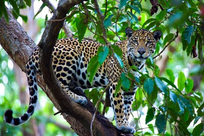 Jaguar perched on tree branch