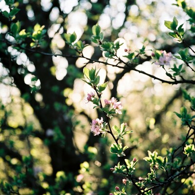 Pink cherry blossoms on green leaves
