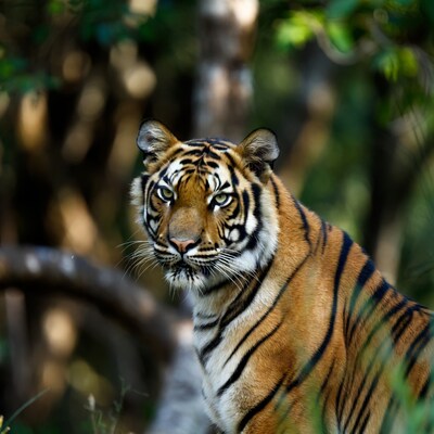 Tiger in jungle foliage