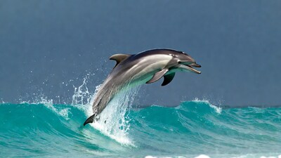 Dolphin jumping from ocean waves
