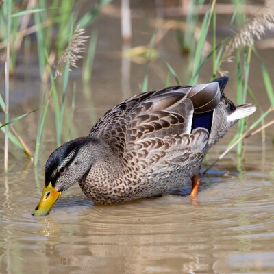 Pintail duck drinking in marsh water