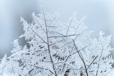 Frost-covered branches in winter