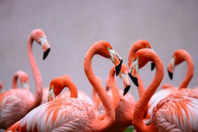 Group of pink flamingos