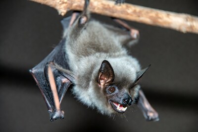 Gray bat hanging upside down
