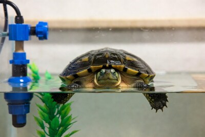 Turtle swimming in aquarium tank