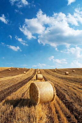 Hay bales in wheat field