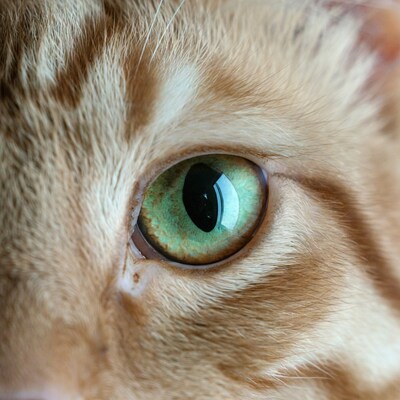 Close-up of orange cat green eye