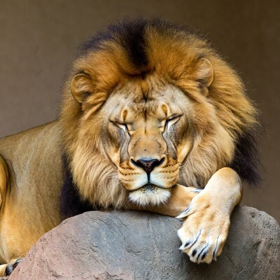 Lion resting on rock