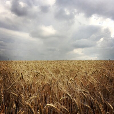 Golden Wheat Field Under Cloudy Sky
