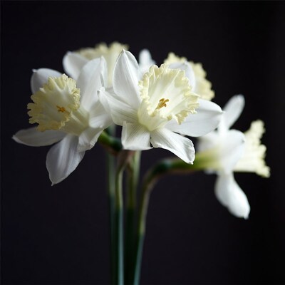 White Daffodil Flowers on Black Background
