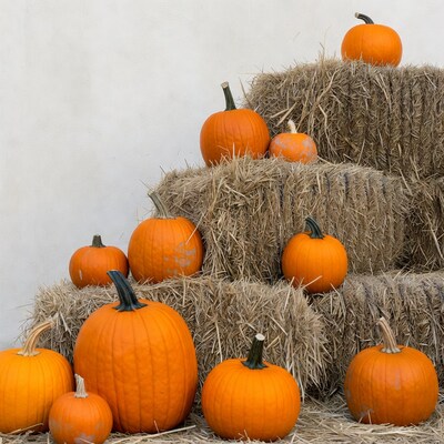 Pumpkins on Hay Bales
