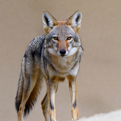Coyote standing on beige background