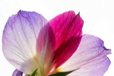 Purple Pink Hibiscus Flower Petals