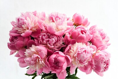 Pink Peonies Bouquet on White Background