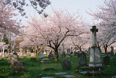 Cherry Blossoms in Cemetery