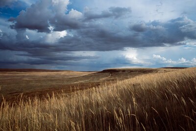 Golden Grass Field Under Stormy Sky
