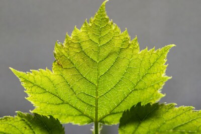 Green Maple Leaf Closeup