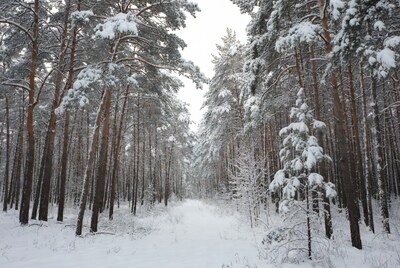 Snowy Pine Forest Path