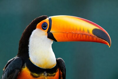 Colorful Toucan with Orange Beak