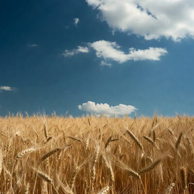 Golden Wheat Field Under Blue Sky