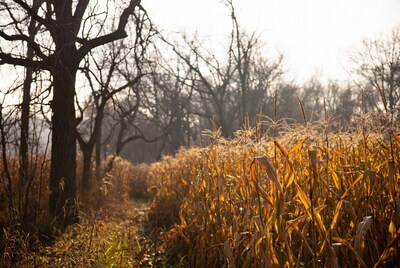 Corn Field Path with Bare Trees