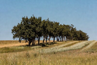 Row of trees in golden grassland