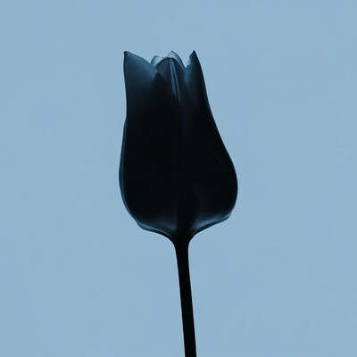 Black tulip on blue background