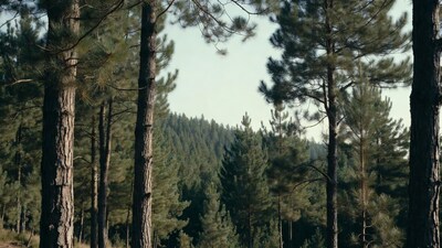 Pine Forest with Mountains Background