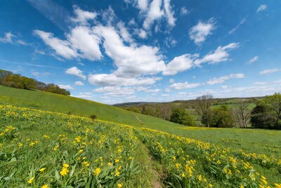 Yellow Flowers on Green Hillside Path