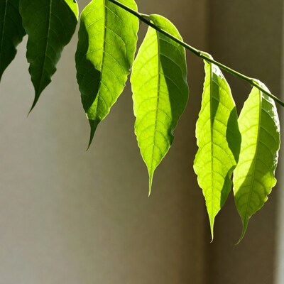 Green leaves with sunlight shadows