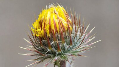 Closeup of spiny yellow thistle flower