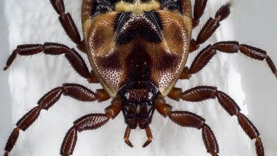 Close-up of orb-weaver spider